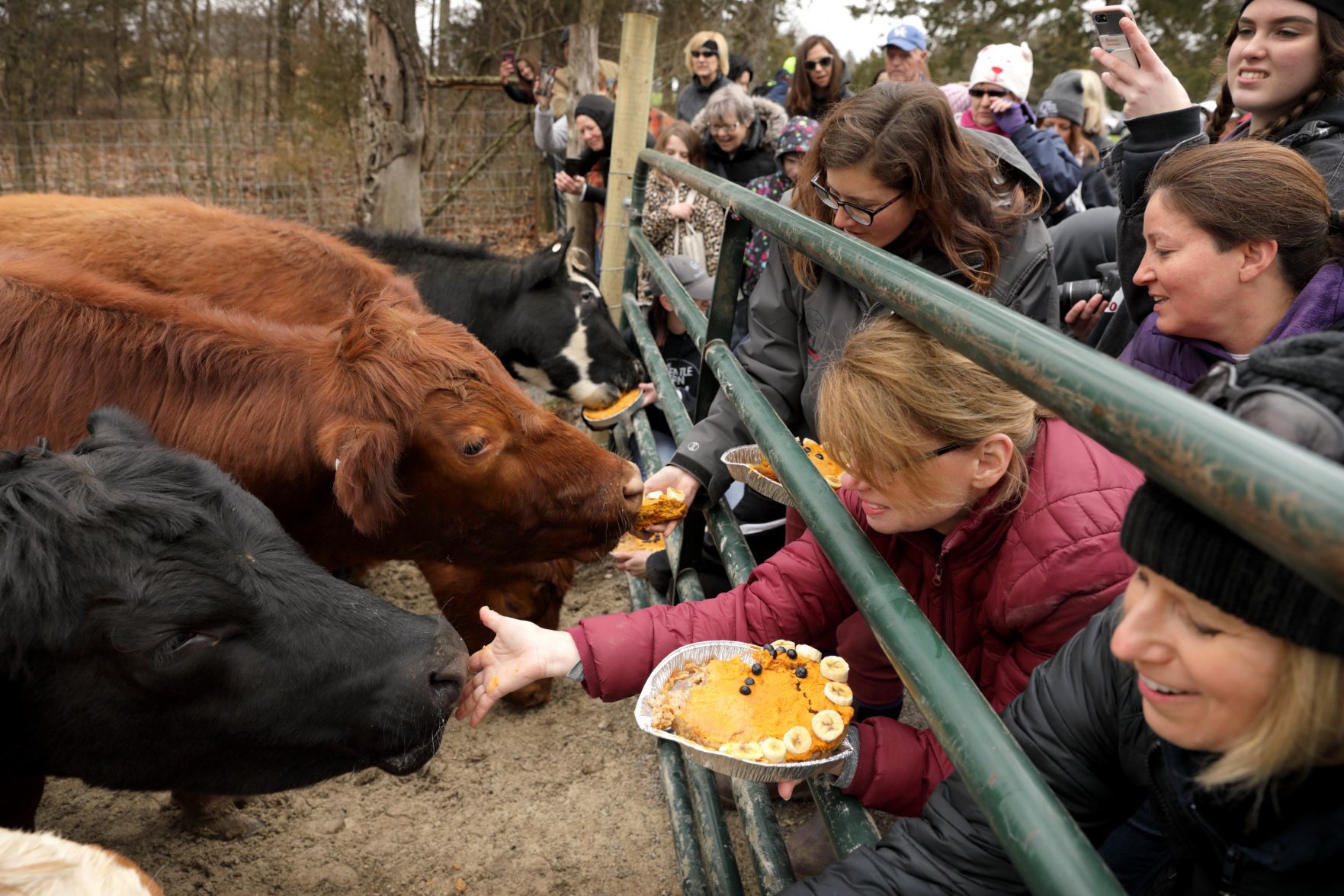 Steers eat snacks